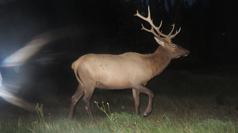 2014-08-26 7654 Jasper Elk